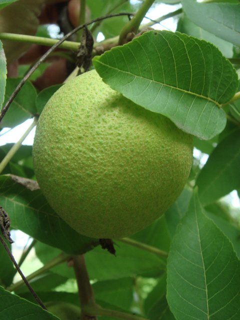 Juglans nigra fruit